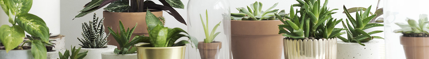 Office plants