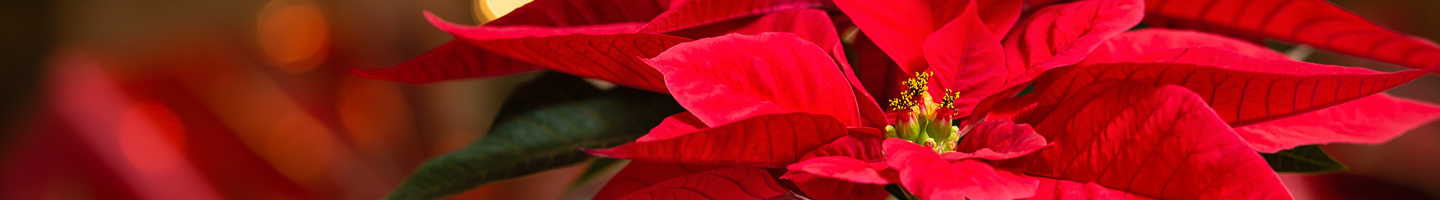 Poinsettias