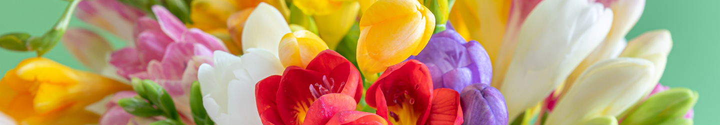 Freesias