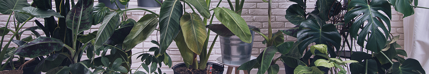 Large houseplants