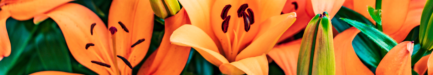 Lilies