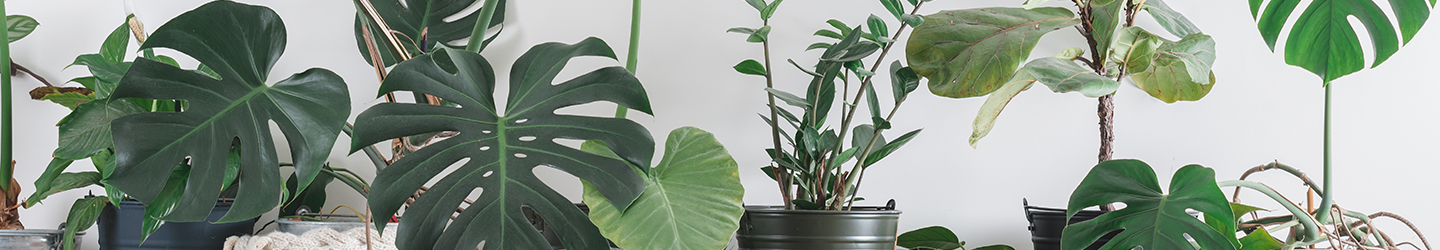 Air purifying plants