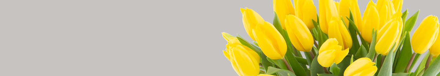 Yellow Tulips