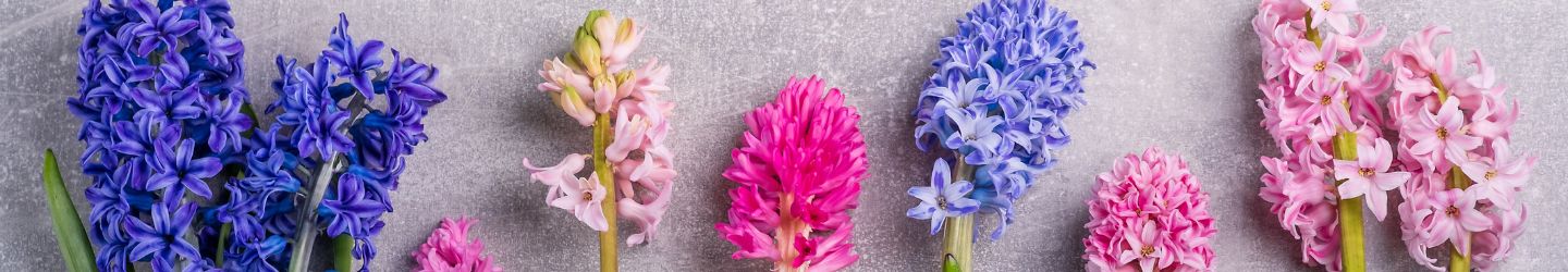 Hyacinths