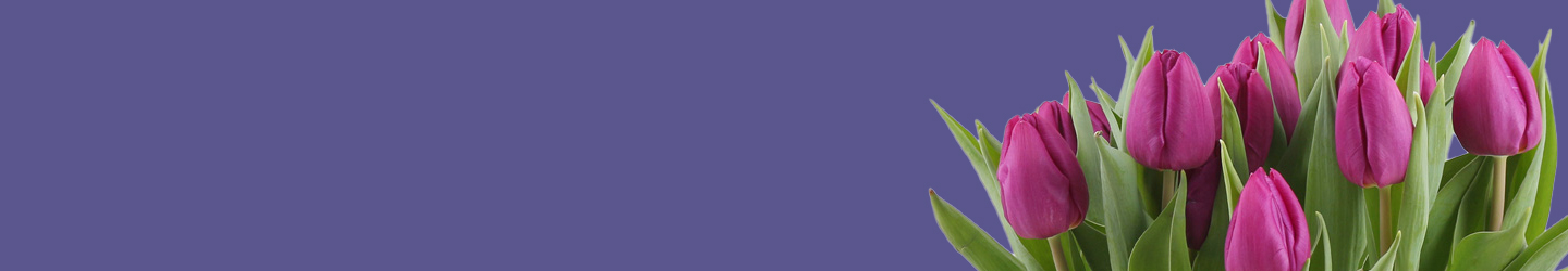 Purple Tulips