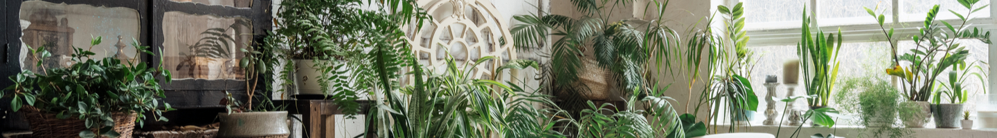 Large houseplants