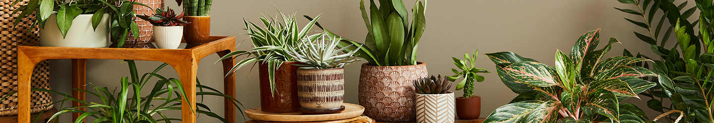 Houseplants