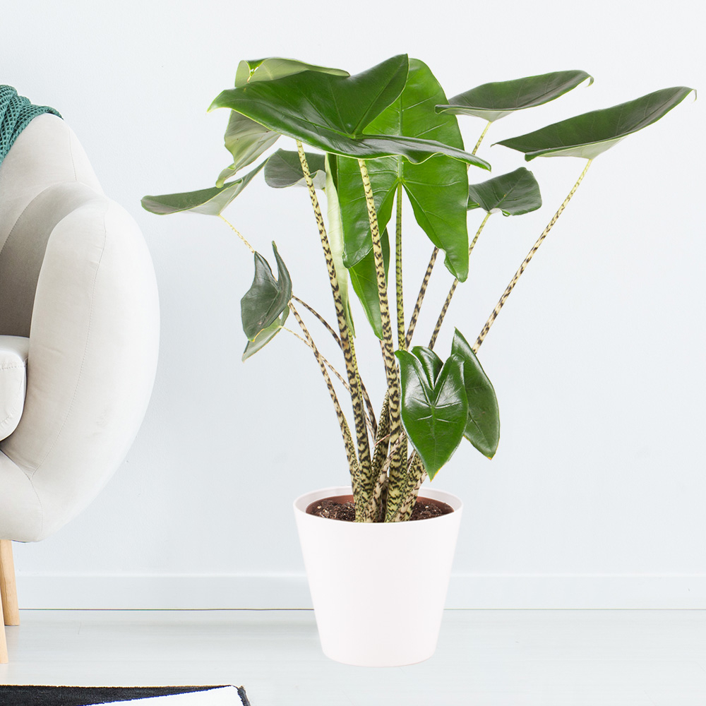 Alocasia Zebrina XL| blumenshop.com