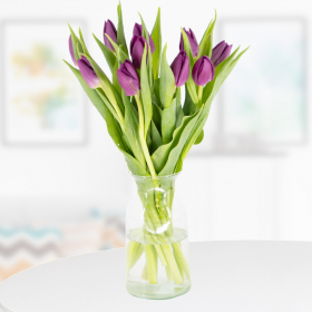 10 Purple Tulips
