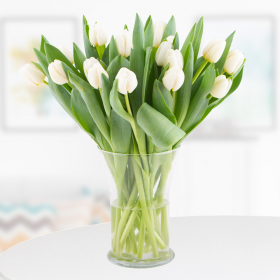 20 Weiße Tulpen
