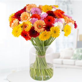 30 colorful gerbera