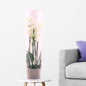 White Orchid + Glass Vase | +/- 60 cm | ø 12 cm | Phalaenopsis