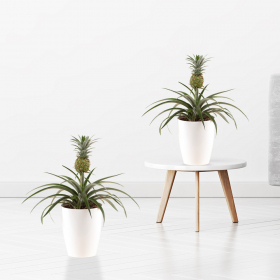 Set of 2 Pineapple Plants + Free Pots | +/- 30 - 40 cm | ø 15 cm