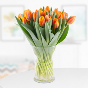 30 Orange Tulpen