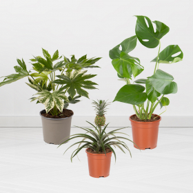Set of 3 plants | 30-80 cm | ø 12-17 cm | pineapple, monstera, indoor aralia