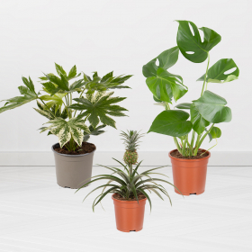 Set of 3 Plants | 30-80 cm | ø 12-17 cm | Pineapple, Monstera, Indoor Aralia