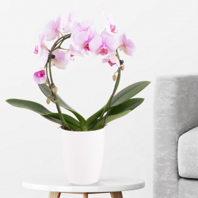 Orchideenbogen Rosa (Phalaenopsis mit Bogen, 45 cm) + gratis Topf 