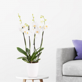 Weiße Orchidee (Phalaenopsis, vier Rispen, 60 cm) + gratis Topf