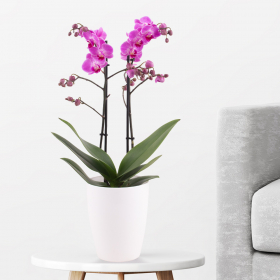 Lila Schmetterlingsorchidee (Phalaenopsis multiflora, 50 cm) + gratis Topf 