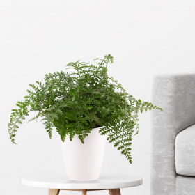 Streifenfarn (Asplenium parvati, 25 cm) + gratis Topf 