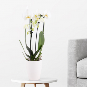 Weiße Orchidee im Bogen (Phalaenopsis cascade, 50 cm) + gratis Topf
