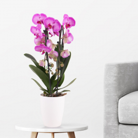 Gemusterte Orchidee im Bogen (Phalaenopsis cascade, 50 cm) + gratis Topf 