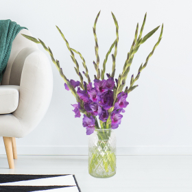 10 Purple Gladioli (60 - 70 cm)