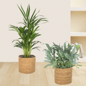 Set of 2 areca palms & golden polystichum fern | +/- 30-70 cm | ø 14-17 cm