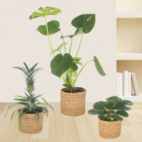 Set of 3 Pineapple, Monstera & Peperomia | +/- 15-60 cm | ø 12-14 cm