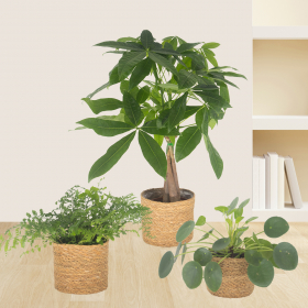 Set of 3 Pachira, Nest Fern & Pilea | +/- 15-60 cm | ø 12-14 cm