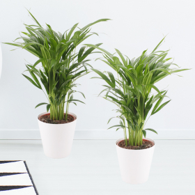 Two Areca Palms (60 cm) + two free pots