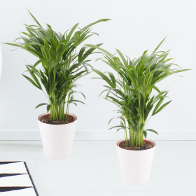 Two Areca Palms (60 cm) + Two Free Pots