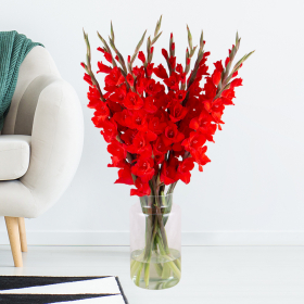 10 Red Gladioli
