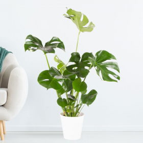 Monstera deliciosa XL + Free Pot | +/- 80 cm | ø 17 cm