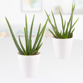 Set of 2 - Aloe vera + free planter | 30 - 35 cm | ø 14 cm