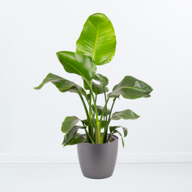 Strelitzie (Strelicia nicolai, 70 cm) + gratis Topf
