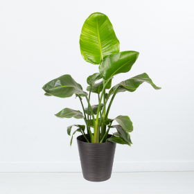 Bird of Paradise Flower Strelitzia XL | +/-  120 cm | ø 24  cm | Strelitzia Nicolai