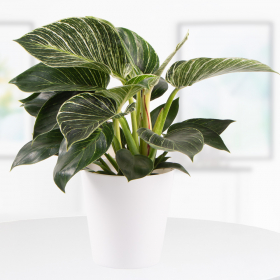 Philodendron (White Wave, 30 cm)