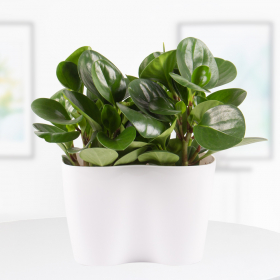 Zwei Zwergpfeffer (Peperomia obtusifolia, 30 cm) + gratis DUO-Topf
