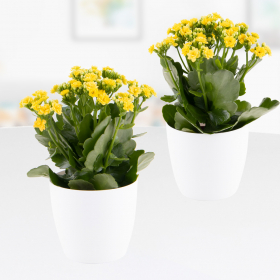 2 Flaming Katys + Free Pots | +/- 25 cm | ø 12 cm | Kalanchoe