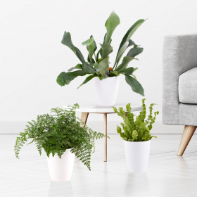 Plant gift online discount