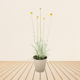 Craspedia + Free Pot | +/- 50-60 cm | ø 19 cm | Craspedia Globosa