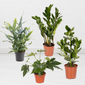 Set of 4 plants | 30-50 cm | ø 12-17 cm | balsam apple, blue fern, indoor aralia, lucky feather
