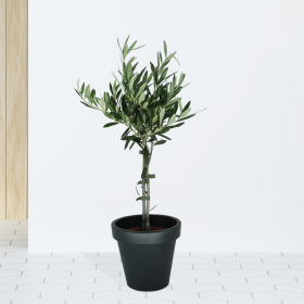 Olive Tree + Pot | +/- 70 cm | ø 15 cm | Olea Europaea