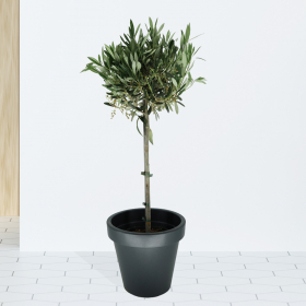 Olive Tree + Pot | +/- 100 cm | ø 21 cm | Olea Europaea