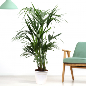 Kentia Palm XXL | +/- 130-140 cm | ø 24 cm | Howea Forsteriana