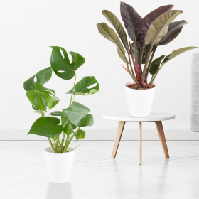 Exotic Duo | Monstera and Philodendron + free pots | +/- 55-75 cm | ø 12-14 cm