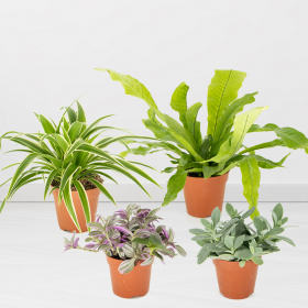 Set of 4 plants | ø 10 - 12 cm | Tradescantia, Chlorophytum, Senecio, Crocodile fern