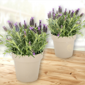 Set of 2 Lavender + Free Pots | +/- 15-20 cm | ø 14 cm | Lavandula stoechas