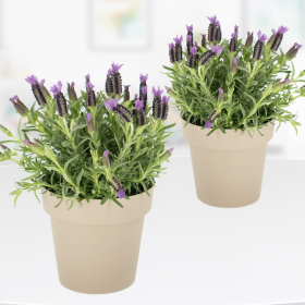 Set of 2 lavender + Free Pots | +/- 15-20 cm | ø 14 cm | Lavandula stoechas